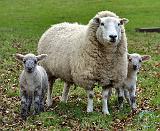 Sheep 9R12D-35